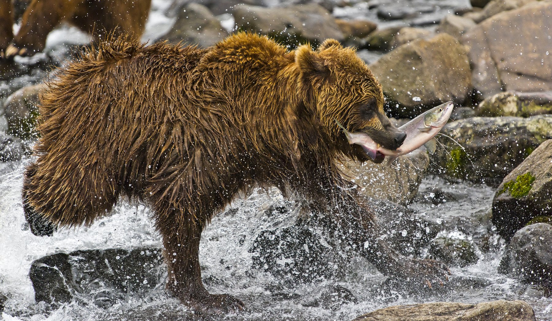 Bear Animal Mammal Salmon Russia Kamchatka fishing river running, Paolo Barbarini