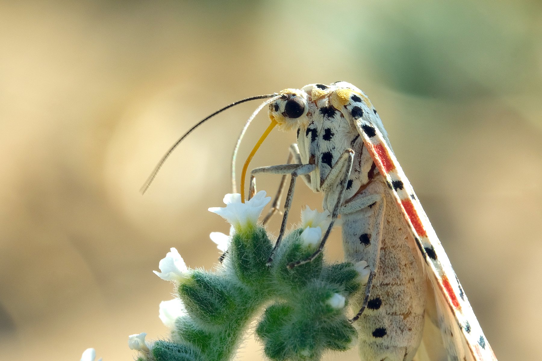 macro, vladimir algazin