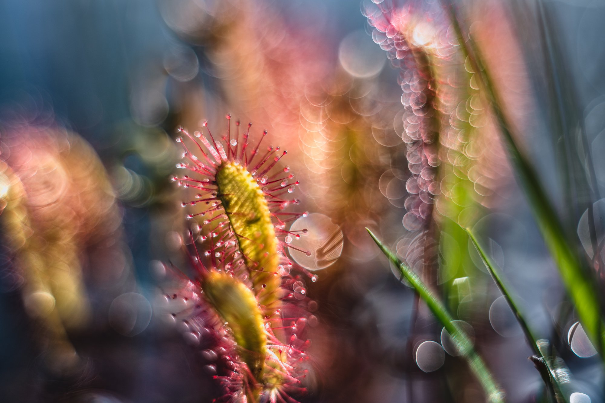 macro, sundew, plants, bokeh, colors, Sylwia Grabinska