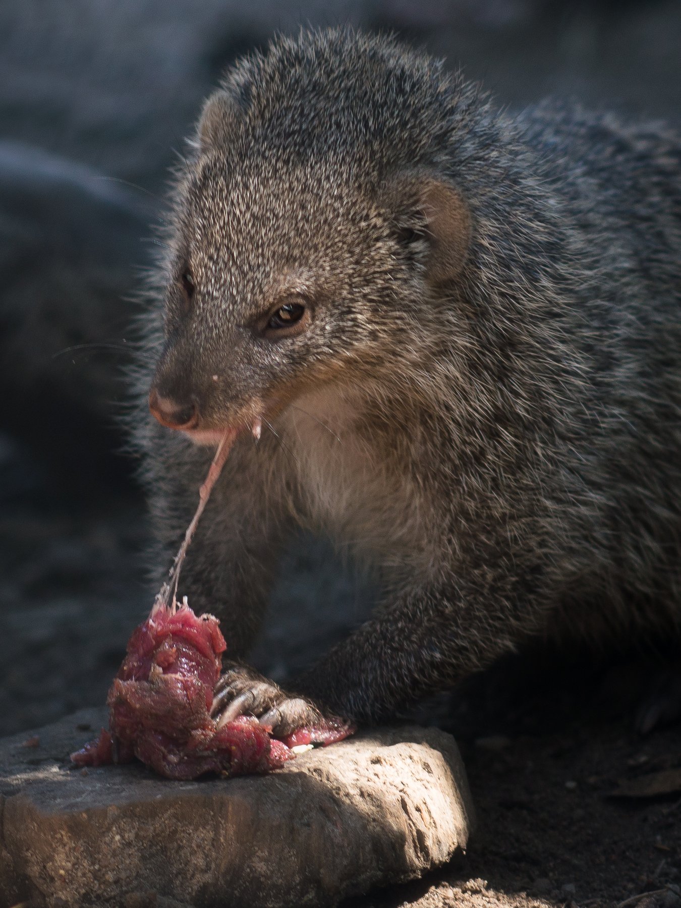 wild, wildanimal, wildanimals, wildlife, wildlifephotography, wild_animal, wildanimalphotography,беларусь,минский зоопарк,minsk zoo, belarus,мангуст,mongoose, Полина Хрол