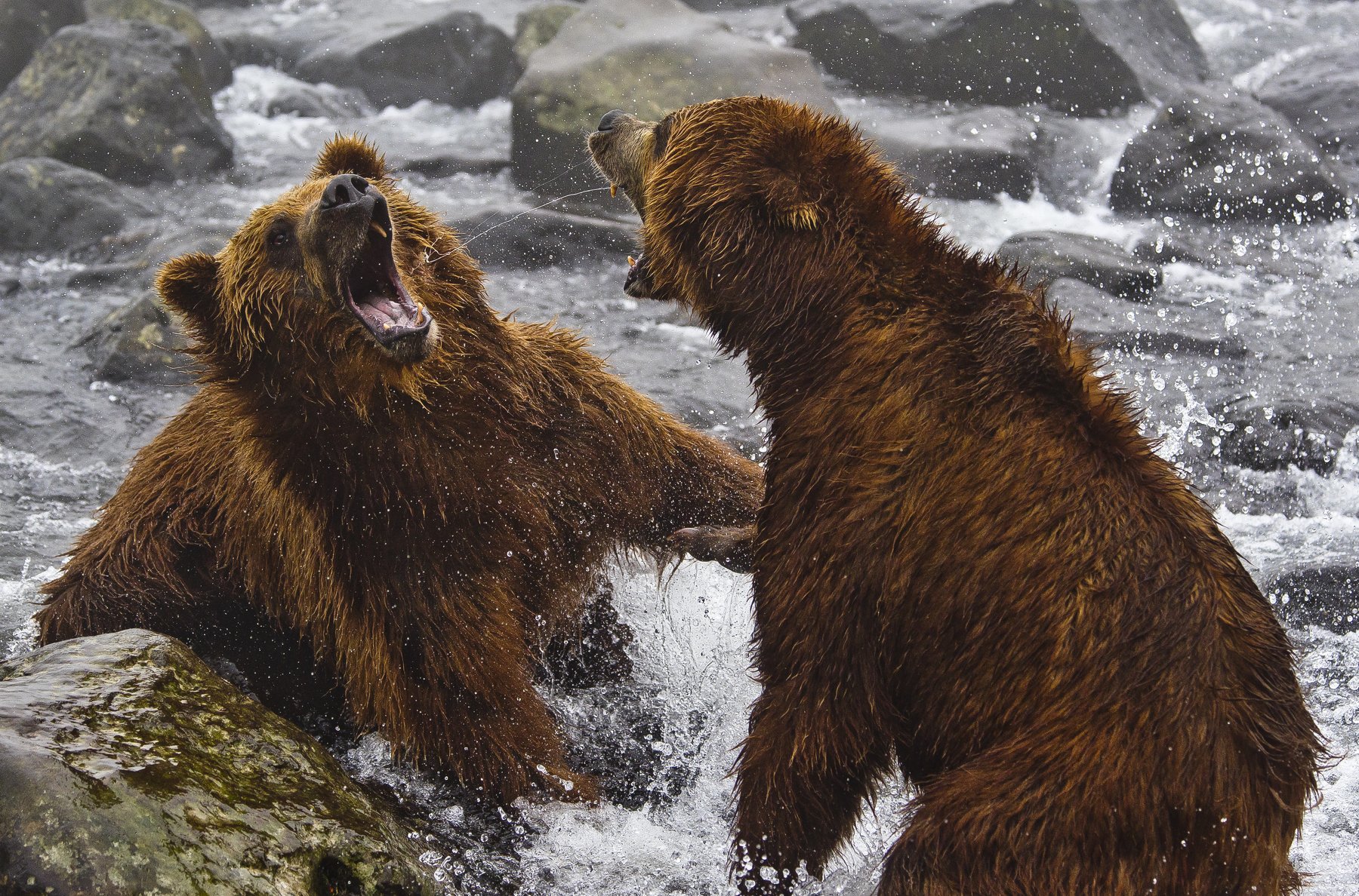 Bear Animal Mammal Salmon Russia Kamchatka fight, Paolo Barbarini