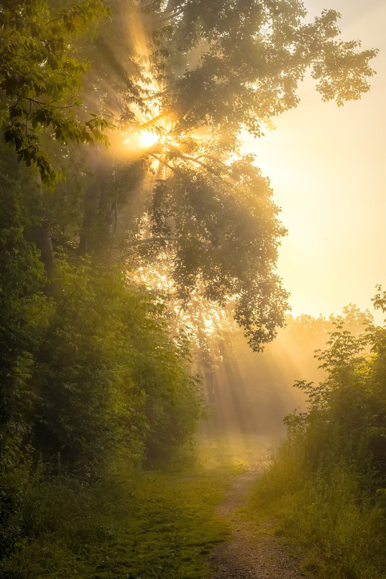 утро, туман, рассвет, солнце, деревья, лучи, тропинка, Андрей Чиж