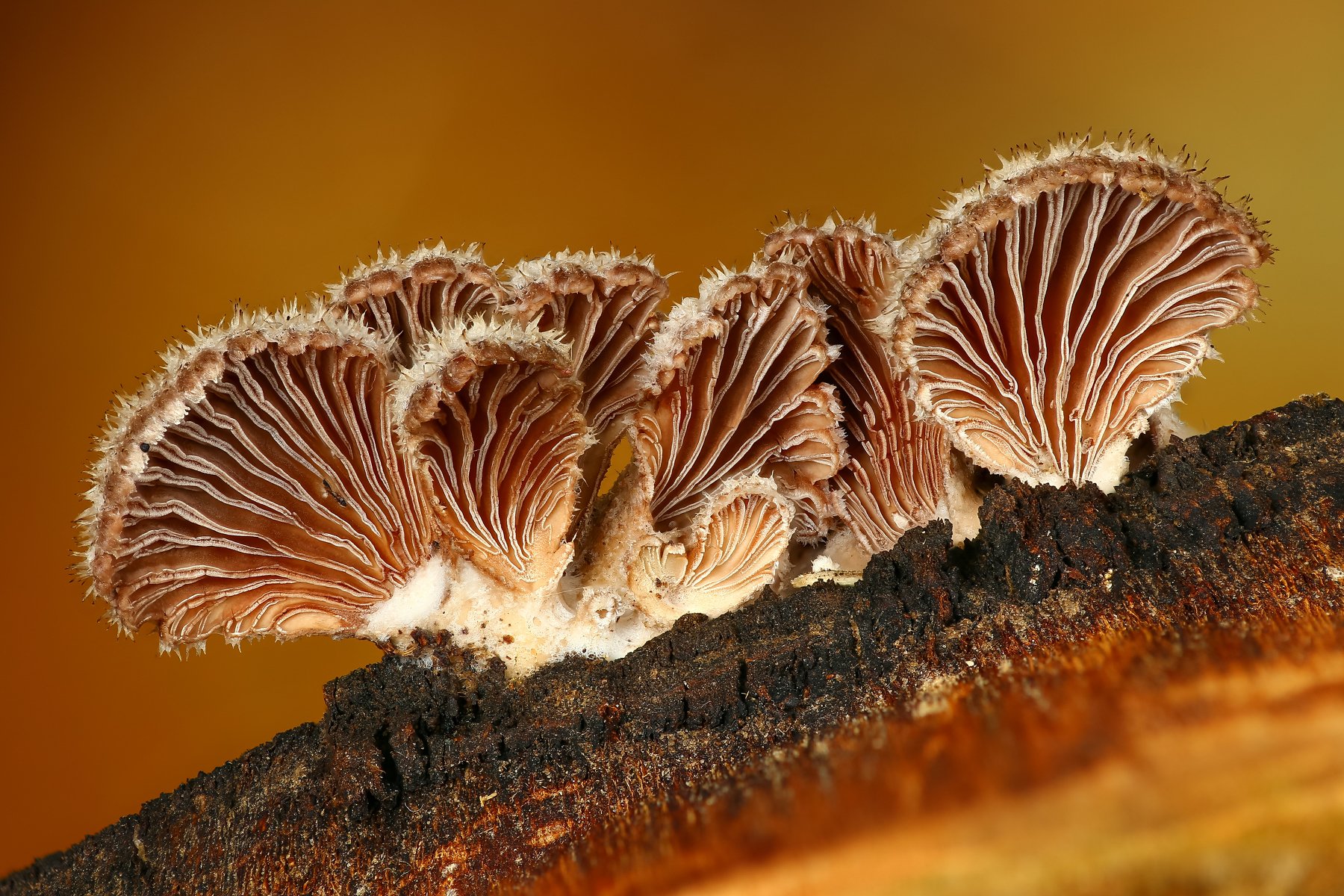 грибы,макро,природа,цвет,оранжевый, Андрей Шаповалов