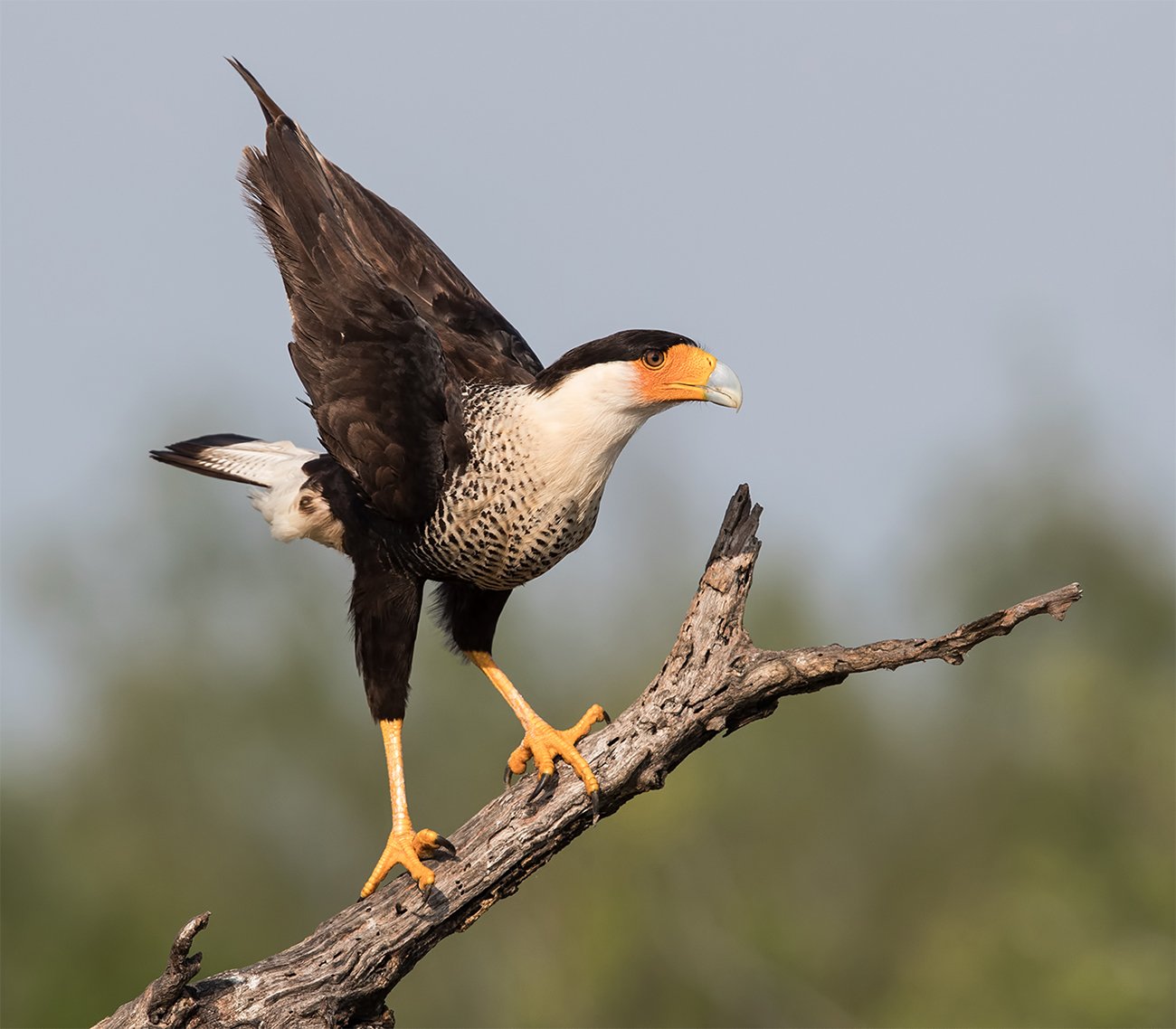 каракара, crested caracara, caracara, tx, texas, хищные птицы, Elizabeth Etkind