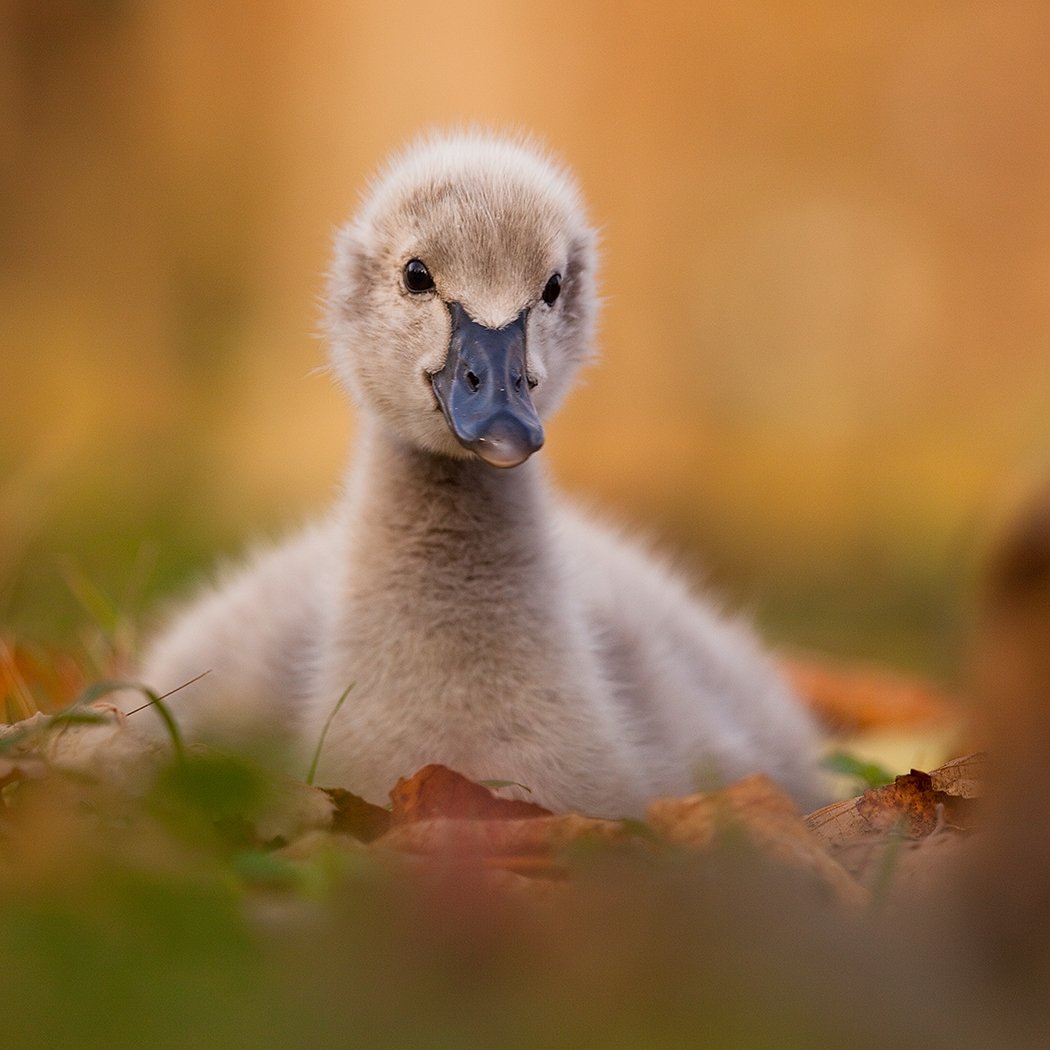 , Robert Adamec