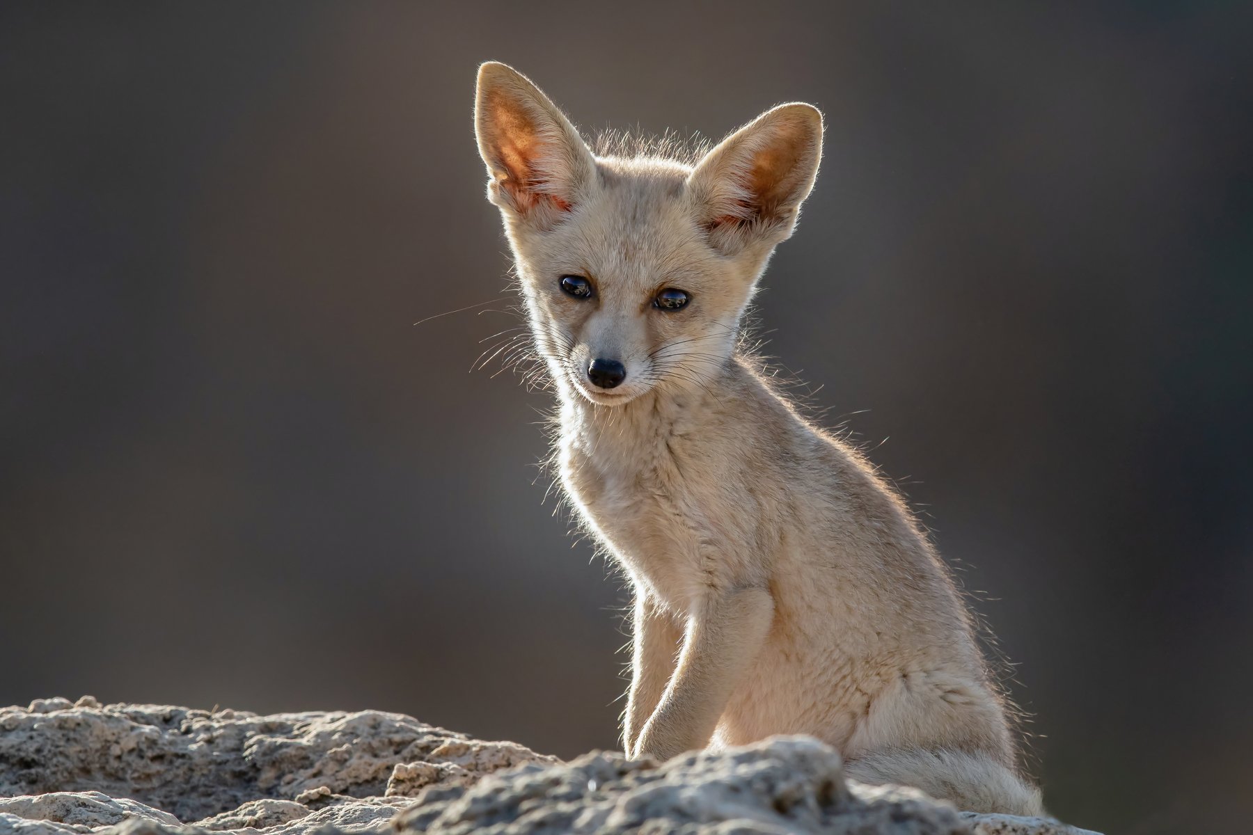   canon1dх mark2,canon600mmf4,israel,jerusalem,nature,wildnature,wildnaturephotography,дикая природа,иерусалим ,израиль, пётр рогов,фотограф,фотоохота,лисята,nature,иерусалим,jerusalem,wildnaturephotography,nakedplanet,natgeoyourshot,natgeo,bbcearth, Пётр Рогов