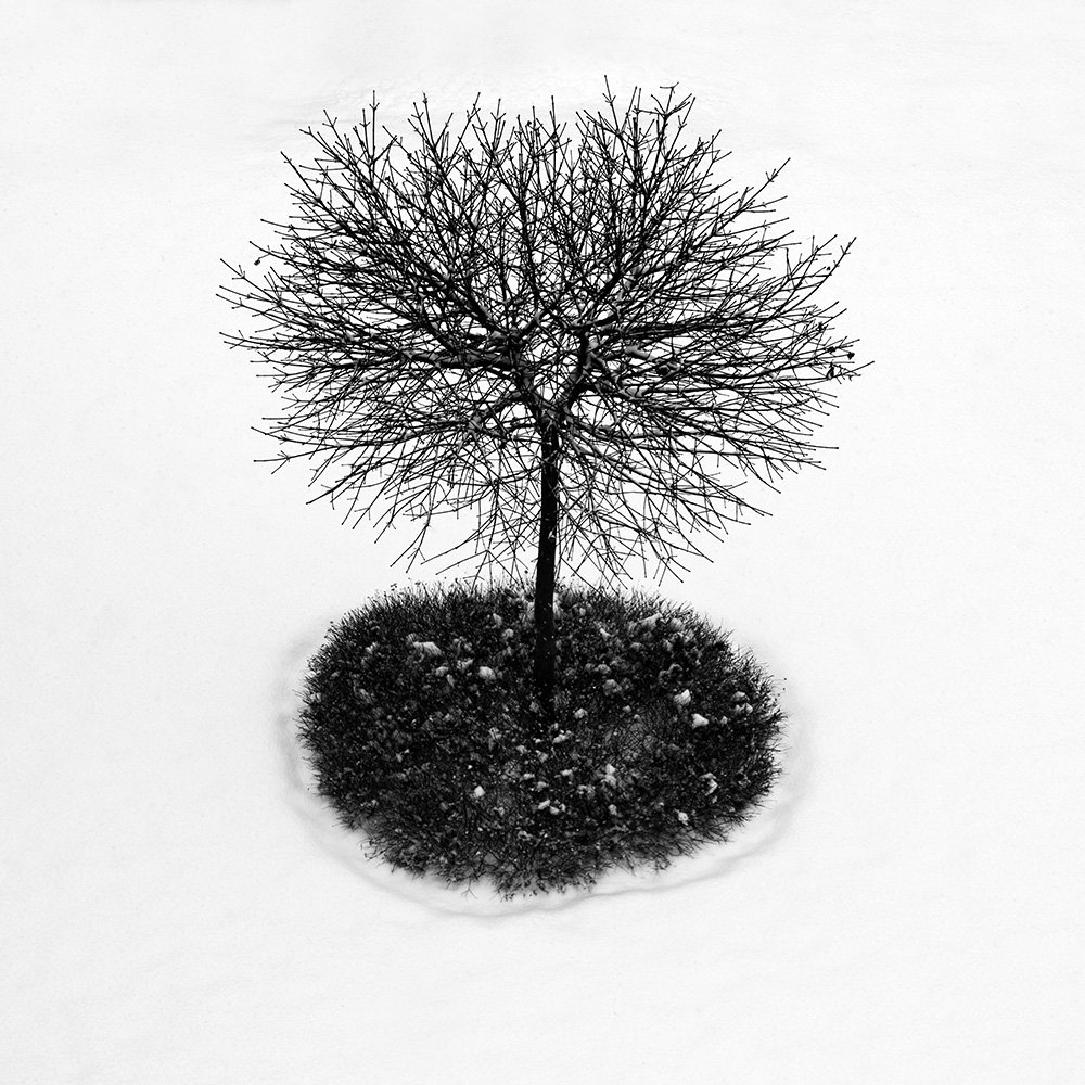 tree, winter, Marcin Tokarz