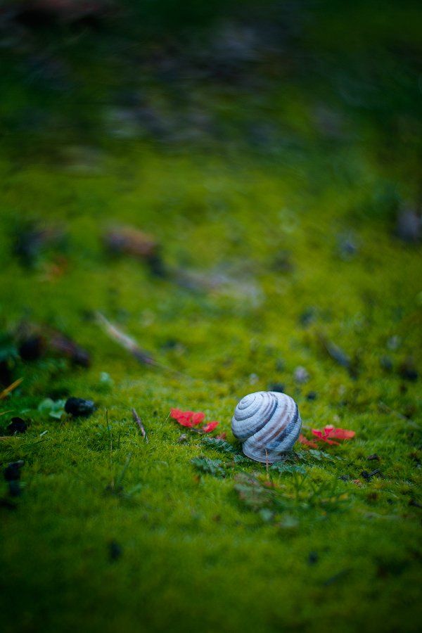 snail, shell, grass, green, leaves, Александра Александрова