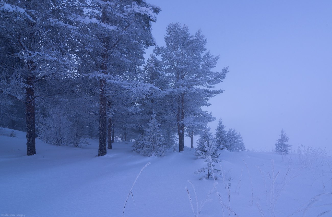 кандалакшский залив, вечер, туман, сосны, снег, мороз, зима, заполярье, Сергей Малинин