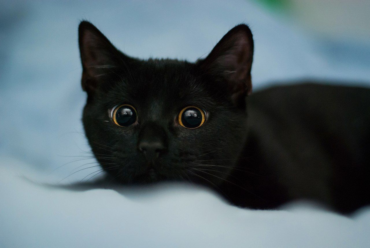 Темно показывать. Мурзик котенок черный. Имя Барсик. Мурзик имя:. Чёрный кот Мурзик.