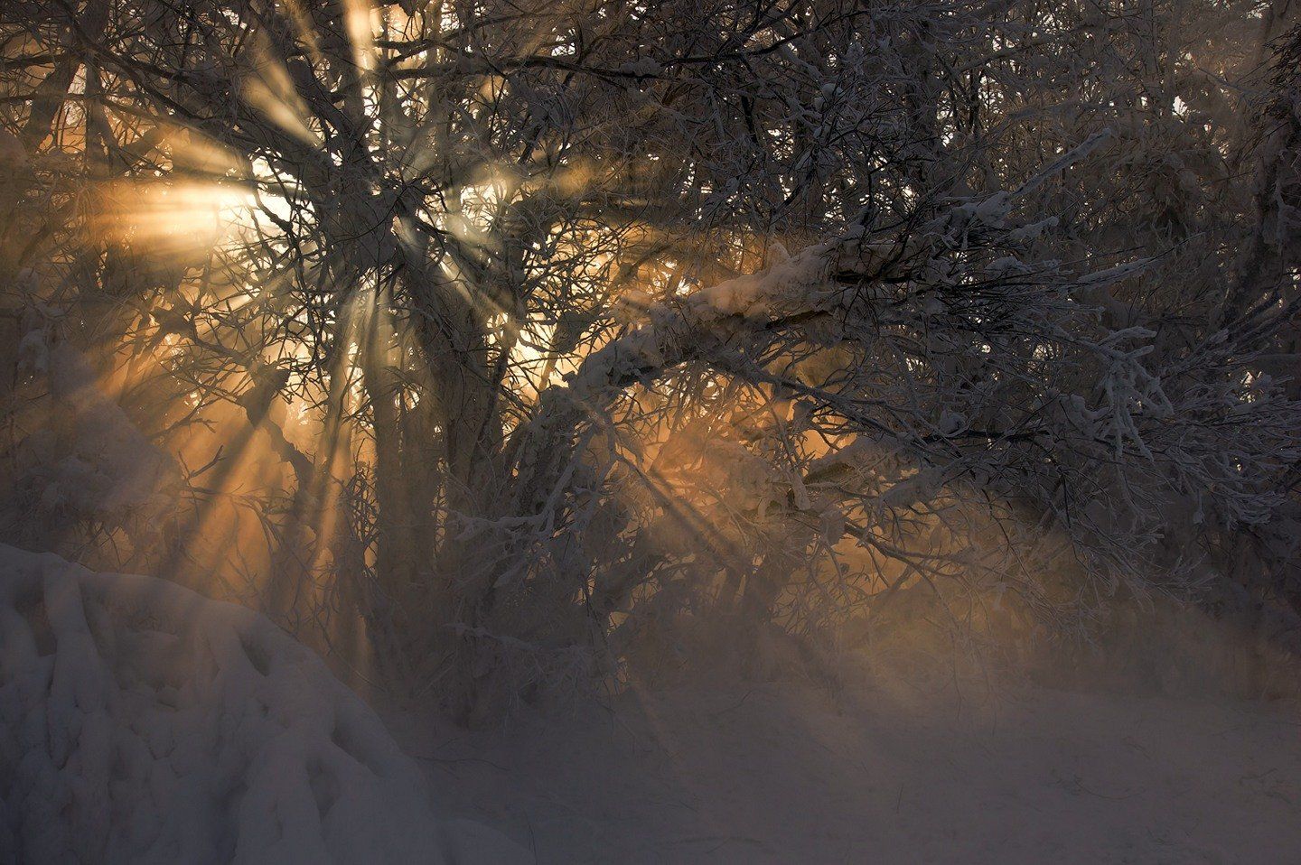 свет, солнце, ветки, зима, туман, Криволуцкий Игорь