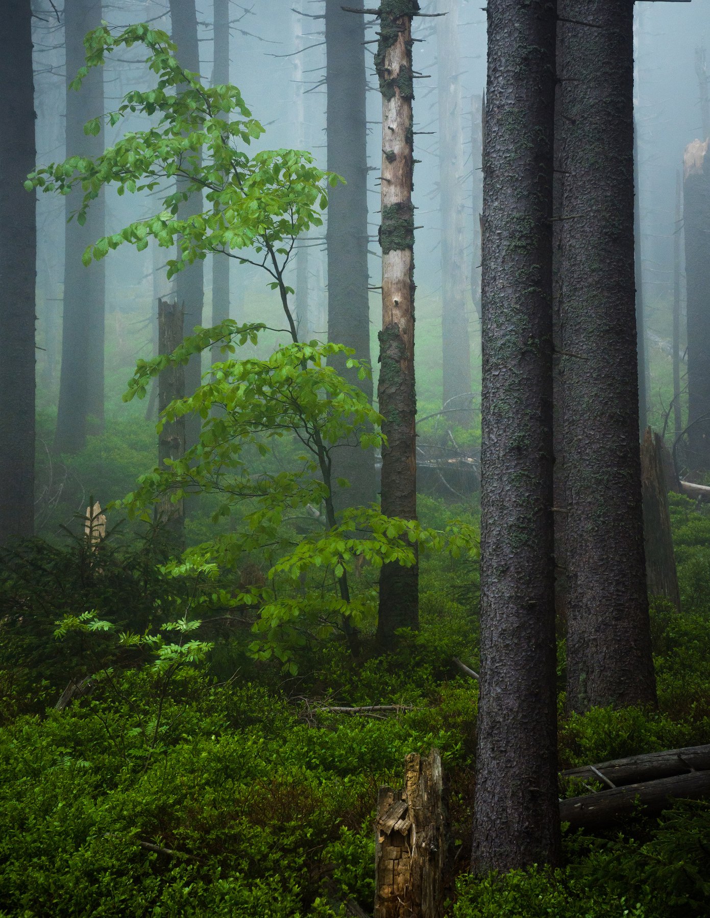 fog, tree, forest, Błażej Krzyżanek