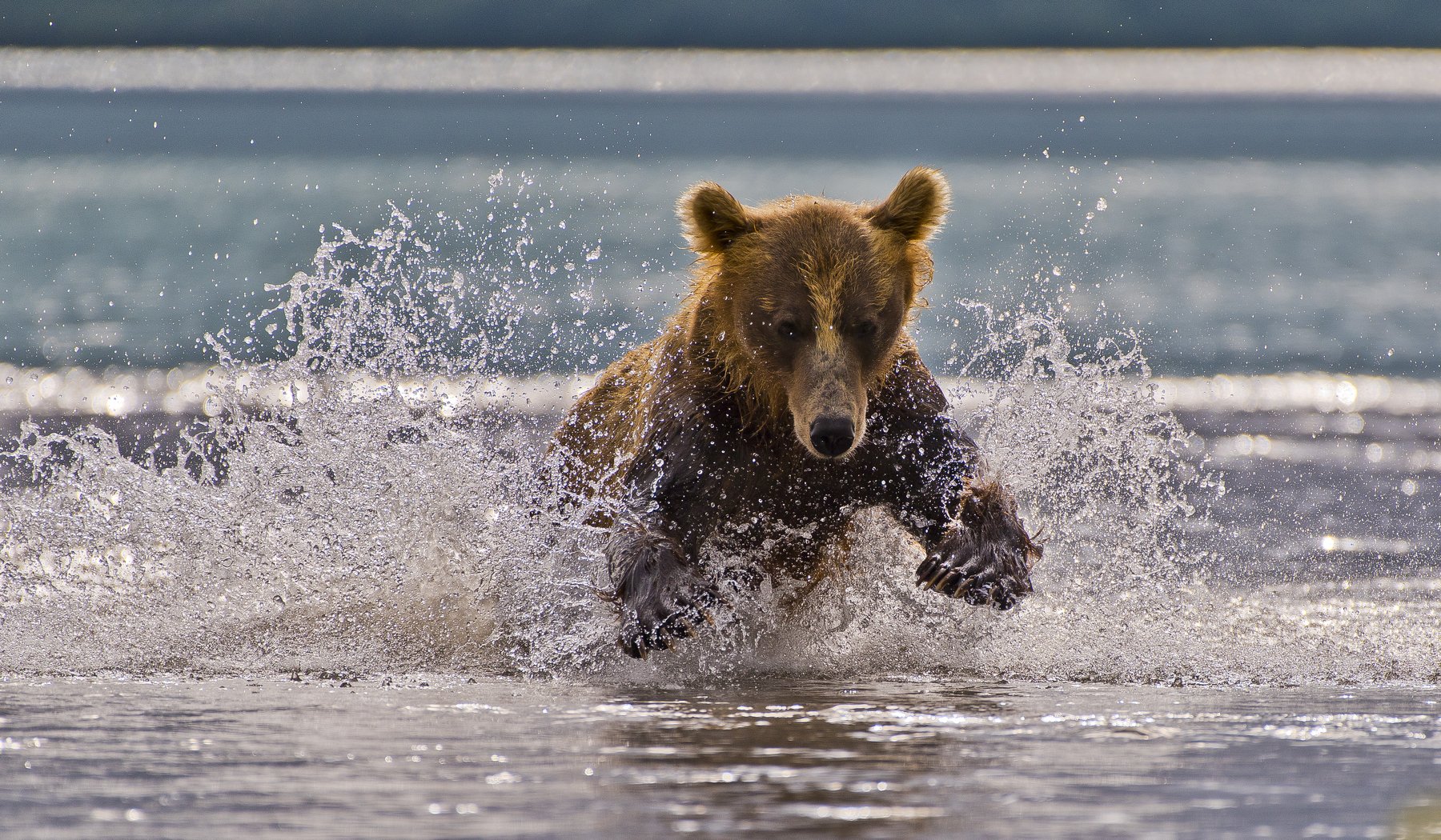 Bear Animal Mammal Salmon Kuril Lake Russia Kamchatka fishing, Paolo Barbarini