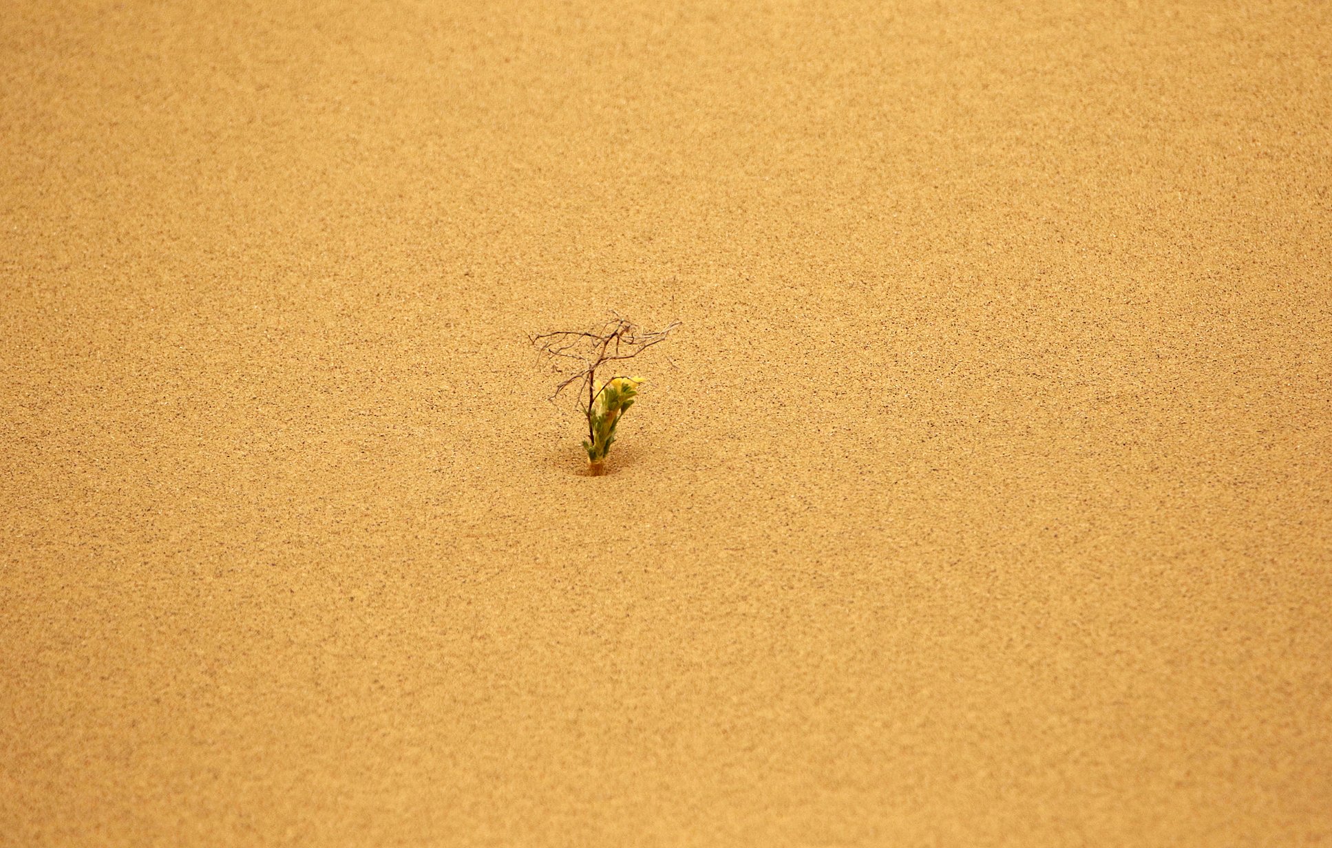 сары кум,песок,гора.природа,пустыня,дагестан., Marat Magov