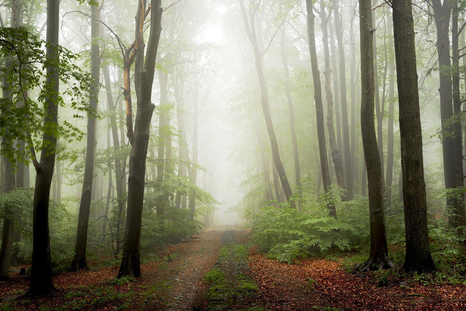 forest, fog, rain, spring, forest landscape, trees, road, mystical, mysterious, Tomasz Myśliński