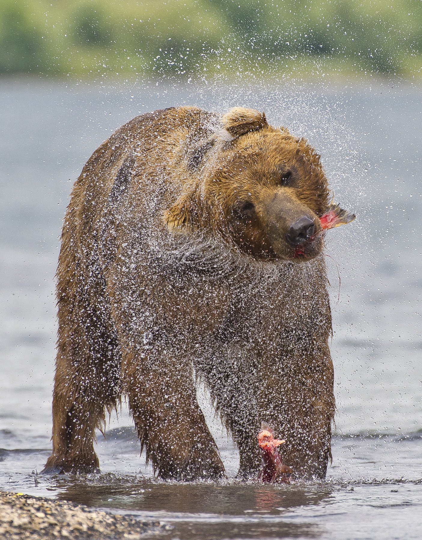 Bear Animal Mammal Salmon Kuril Lake Russia Kamchatka fishing water, Paolo Barbarini