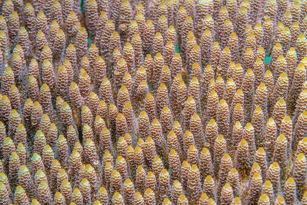 coral, underwater, pattern, texture, Андрей Савин