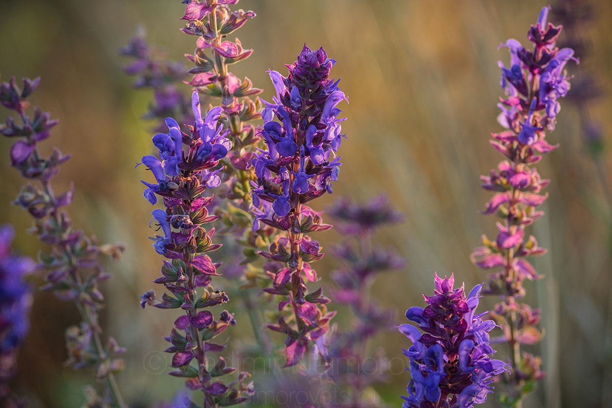 Salvia tesquicola, sage, salvia, flowering, blossom, purple, plant, summer, Russia, Northwestern Caucasus, Krasnodar Territory, Ilsky, Владимир Нейморовец