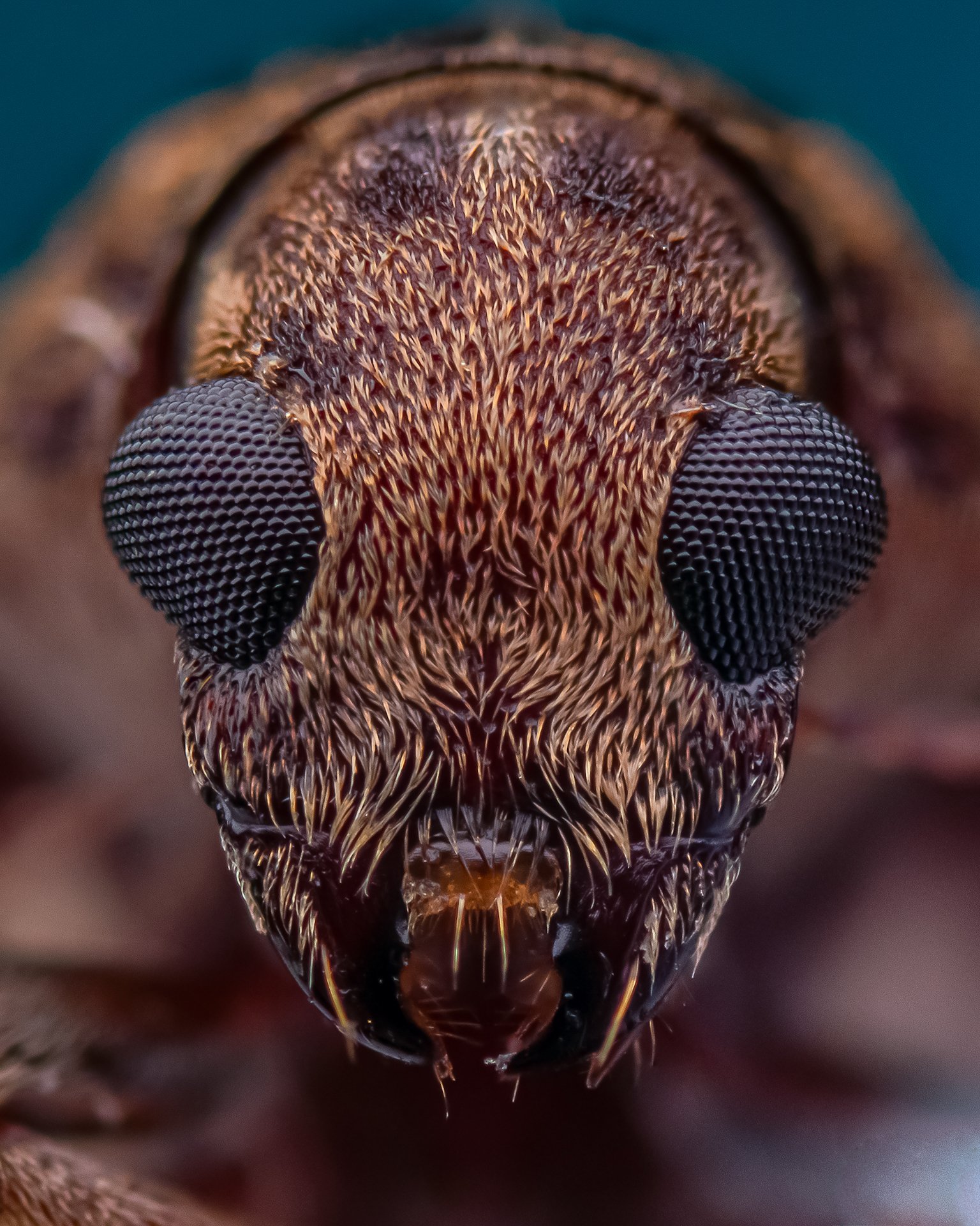 macro wildlife closeup insects, Shuvam Sadhukhan