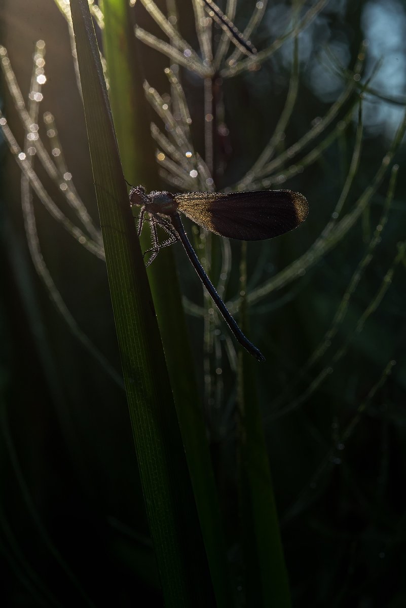 стрекоза, утро, свет, роса, лето, макро, макрофотография, природа, ручей, река, nikon, dragonfly, macro, macropgotography, green, river, summer, wild, wildlife, nature, Игорь Зубков