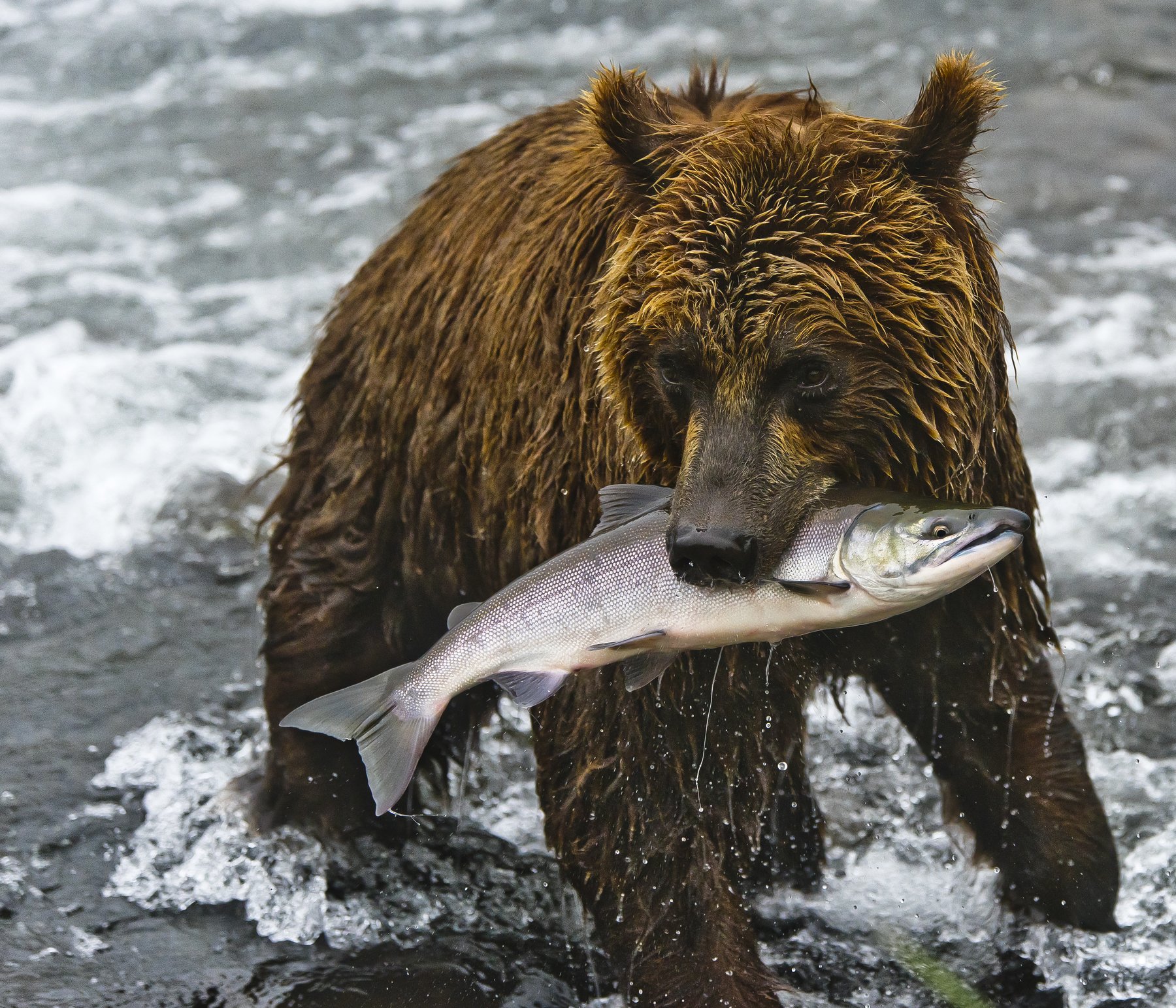 Bear Animal Mammal SalmonRussia Kamchatka fishing, Paolo Barbarini