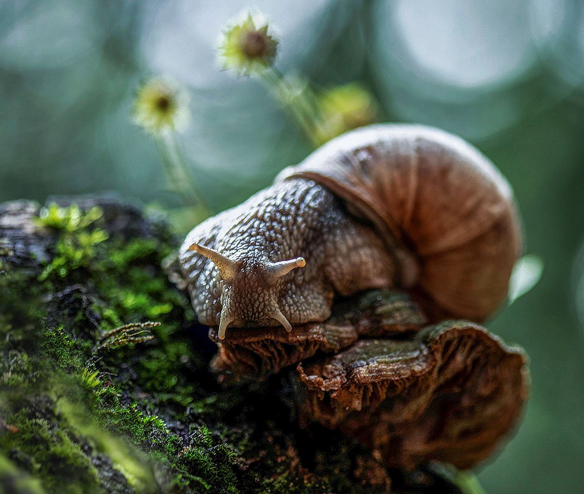 улитка, тихоход,лето,лес, природа, snail, cochlea, mystery, summer, forest, nature, Юлия Стукалова