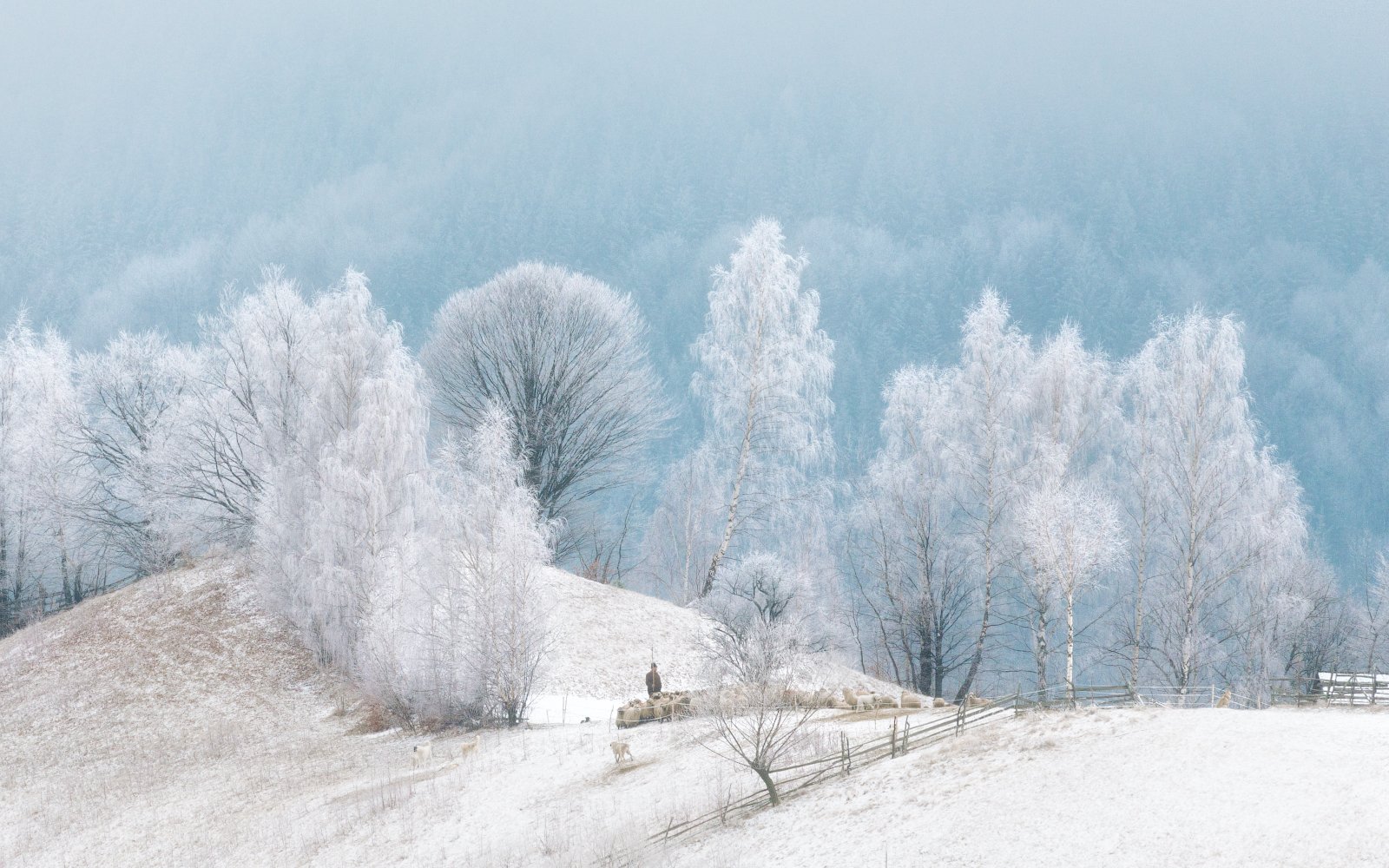 зима, иней, отара, деревья, снег, Cтанислав Малых