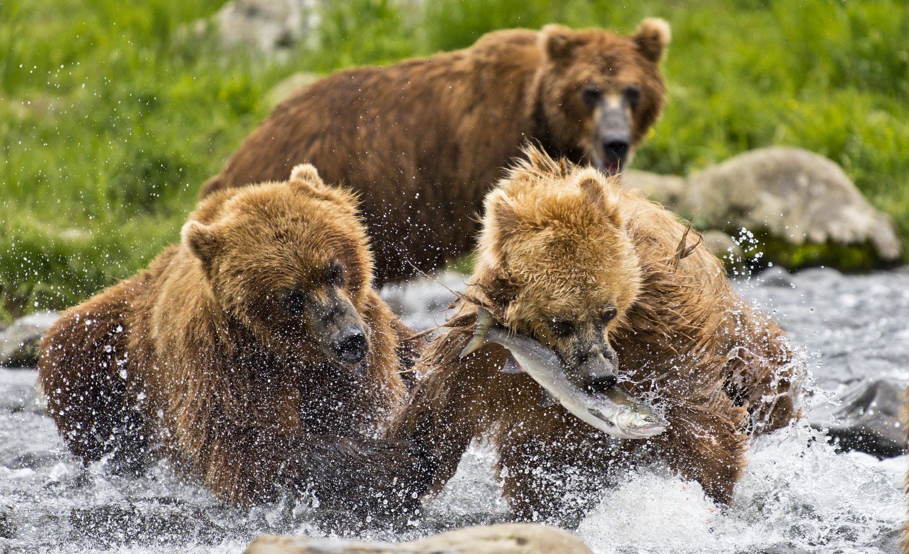 Bear Animal Mammal Salmon Russia Kamchatka fishing, Paolo Barbarini