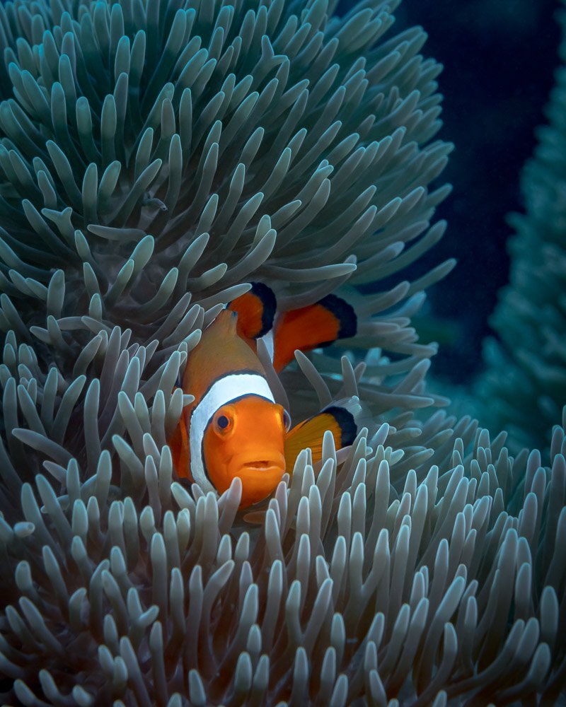 anemone, fish, underwater, macro, nemo, Андрей Савин