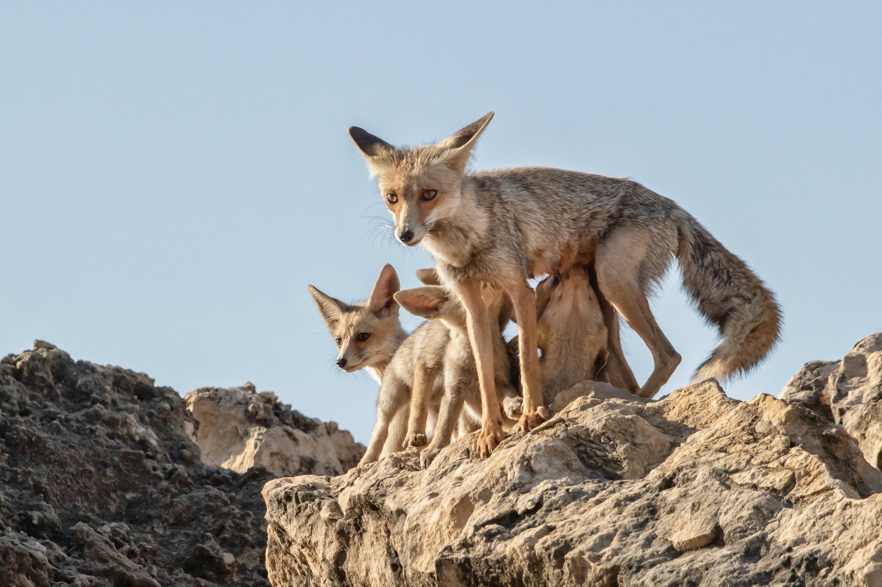   canon1dх mark2,canon600mmf4,israel,jerusalem,nature,wildnature,wildnaturephotography,дикая природа,иерусалим ,израиль, пётр рогов,фотограф,фотоохота,лисята,nature,иерусалим,jerusalem,wildnaturephotography,nakedplanet,natgeoyourshot,natgeo,bbcearth, Пётр Рогов