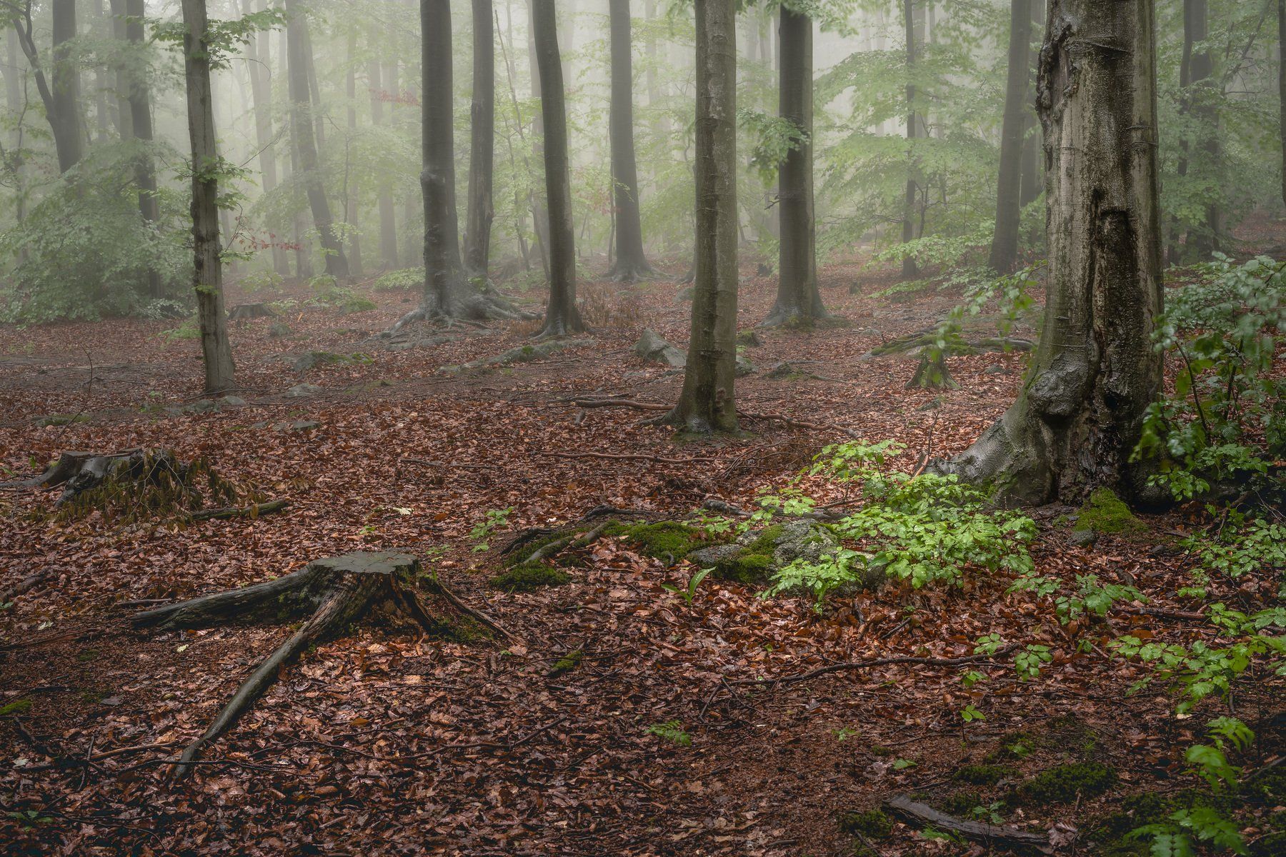 forest, fog, rain, spring, forest landscape, trees, mystical, mysterious, Tomasz Myśliński