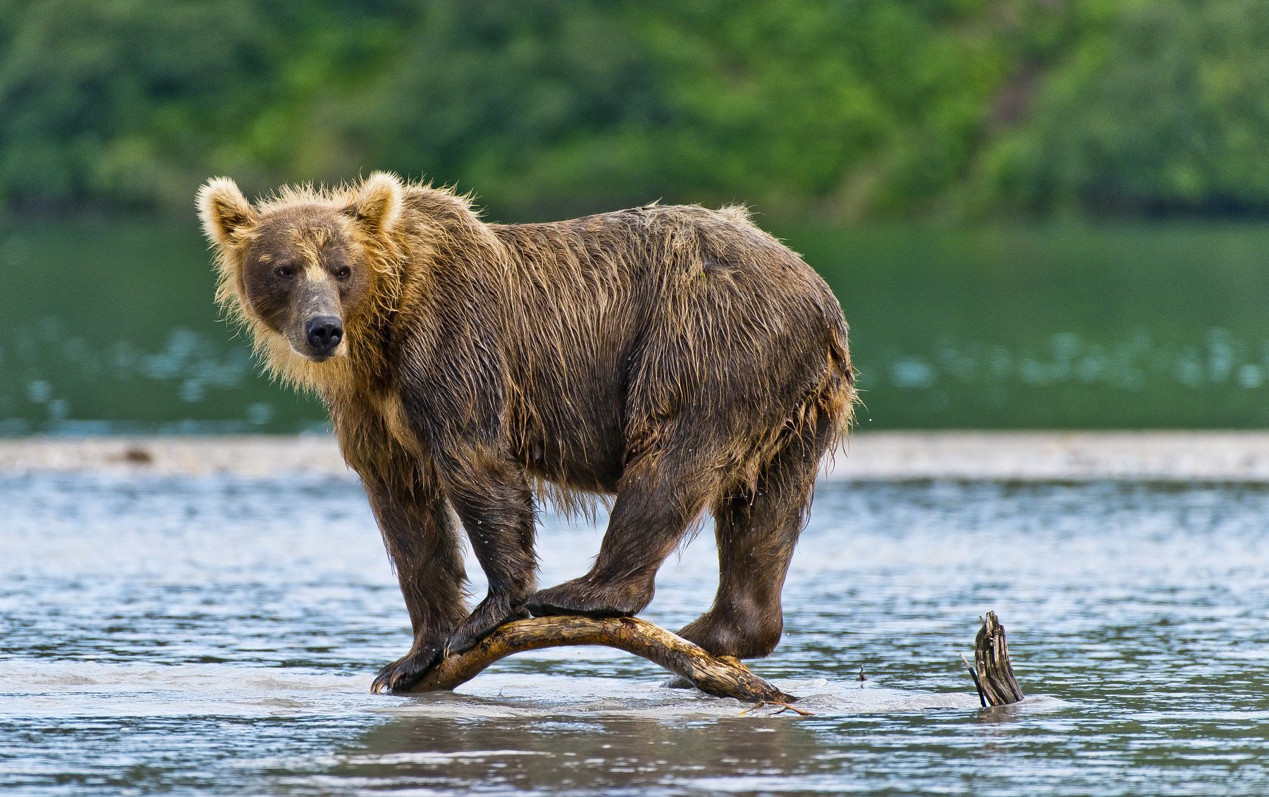 Bear Animal Mammal Salmon Kuril Lake Russia Kamchatka , Paolo Barbarini
