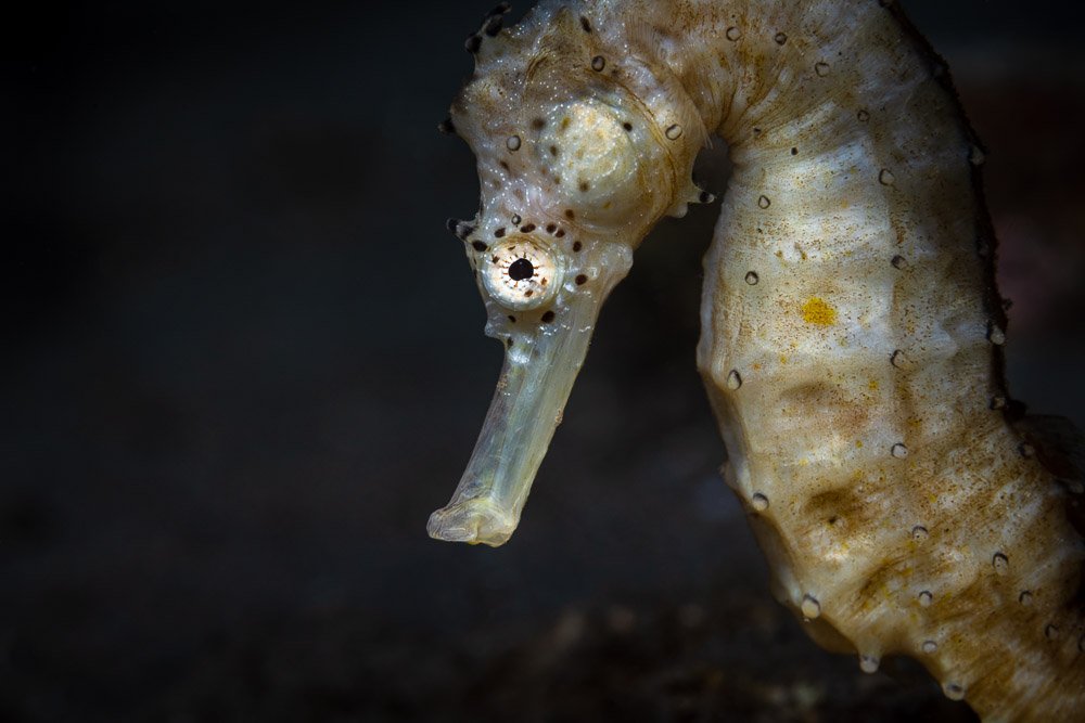 seahorse, underwater, macro, art, Андрей Савин