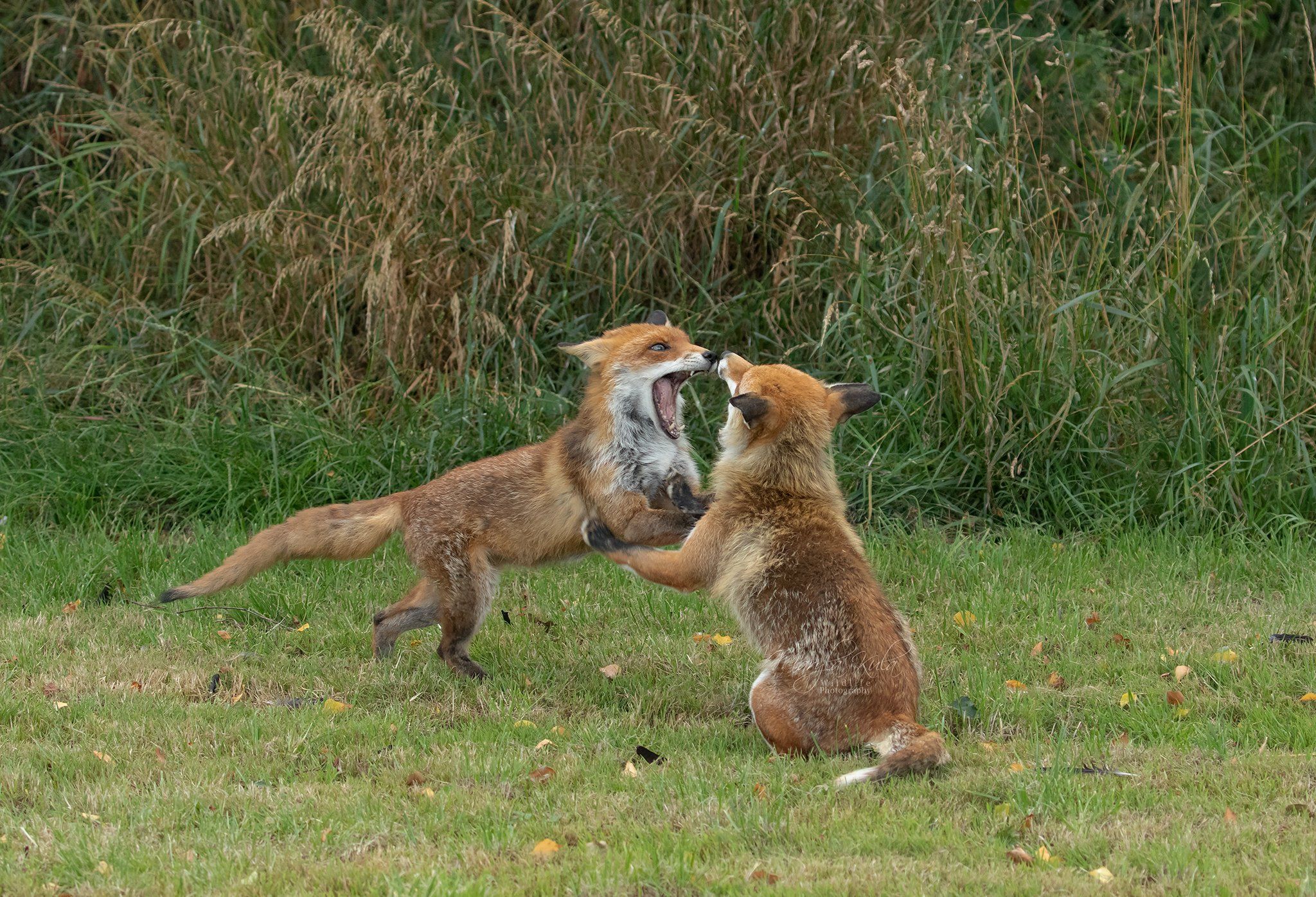 fox, animal, nature, wildlife, action, MARIA KULA