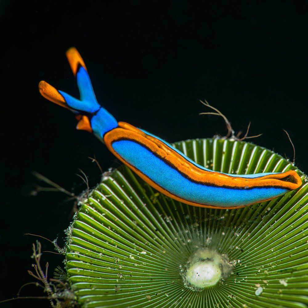 underwater, macro, slug, mollusca, Андрей Савин