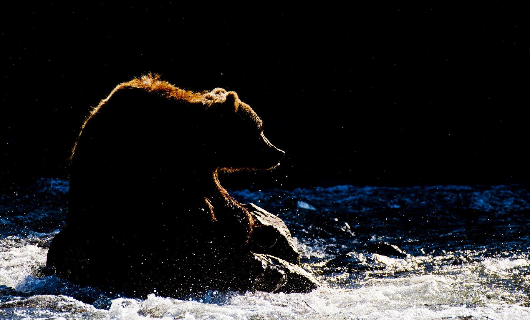Bear Animal Mammal Salmon Russia Kamchatka rimlight, Paolo Barbarini