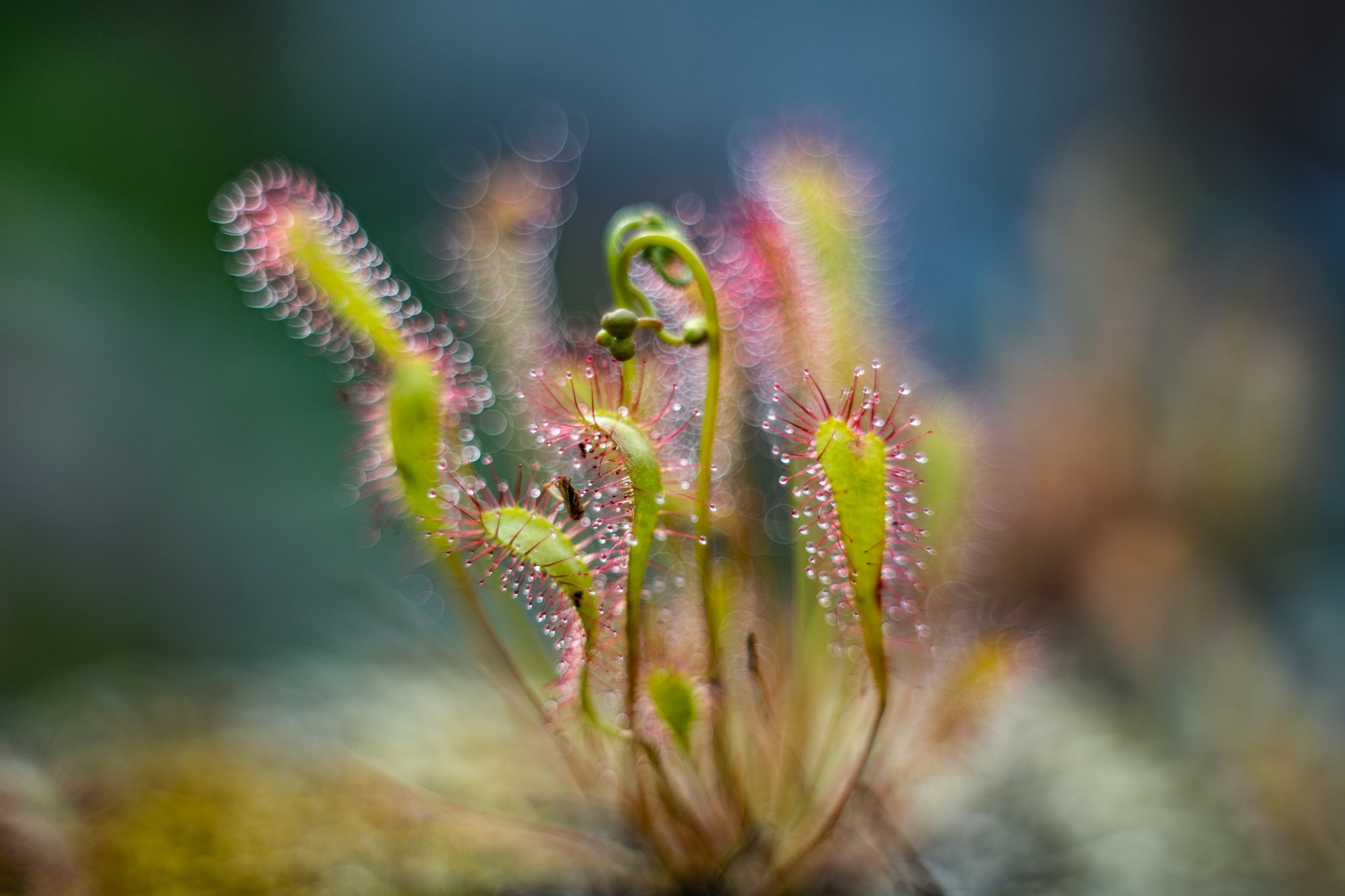 macro, sundew, plants, bokeh, colors, Sylwia Grabinska