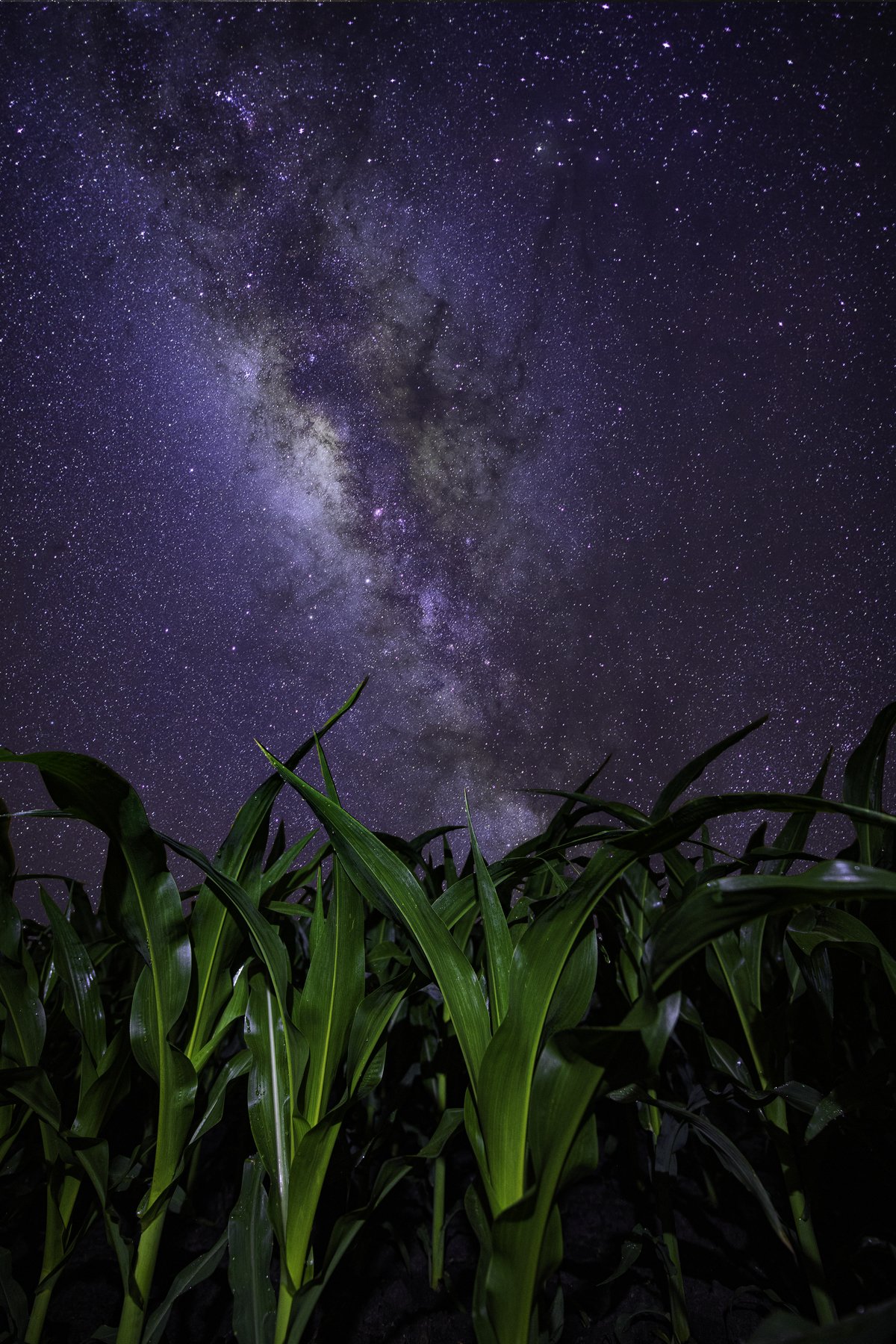 corn, milky way, cornfield, astrophotography, Denys Makogon