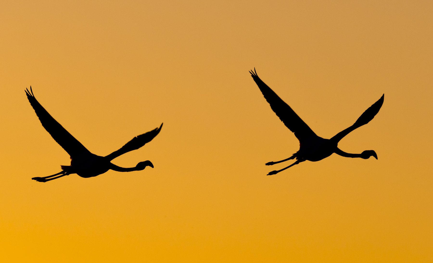 Animals birds flamingo backlight silhouette flight fly camargue sky sunset, Paolo Barbarini