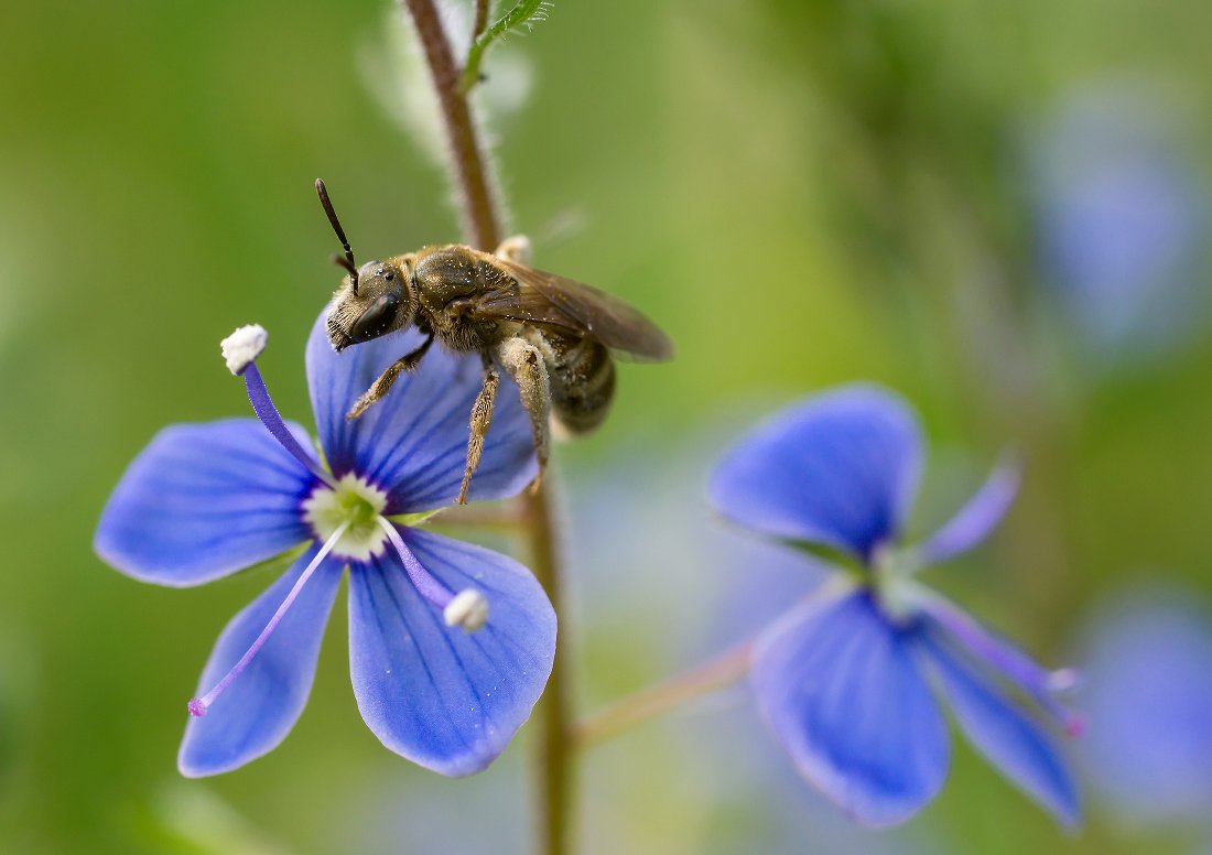 Пчела, цветы, Чепленко Алексей