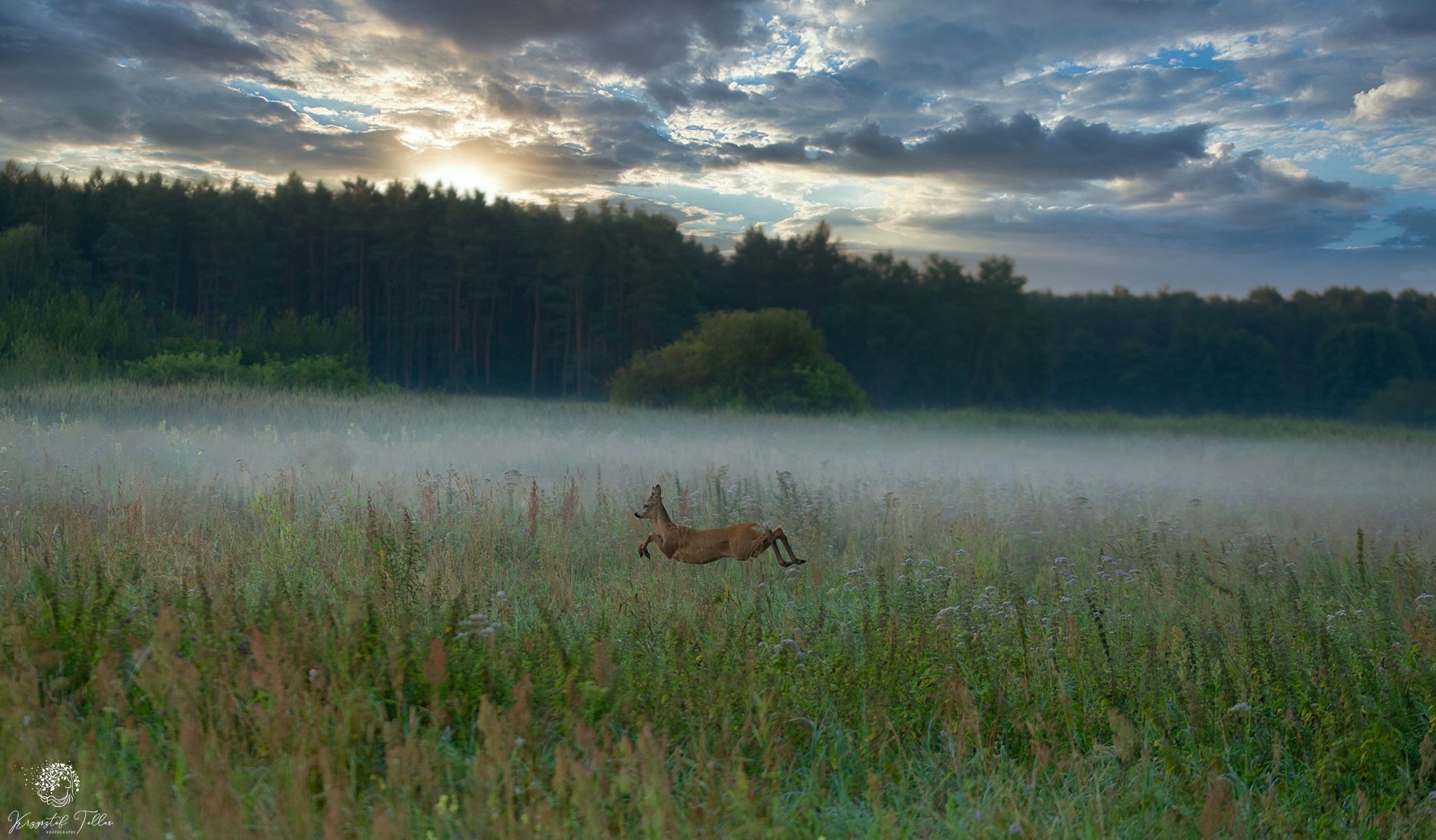 Roe deer, mist, nature, forest, trees, clouds, sky, light, nikon, sigma, summer, dawn, sun, landscape,, Krzysztof Tollas