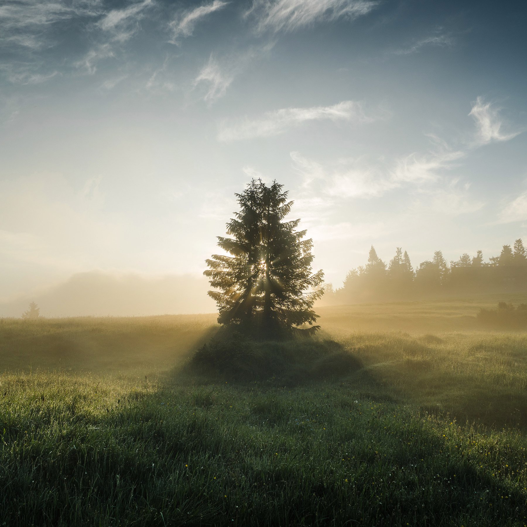 tree, sun, fog, morning, rays, Błażej Krzyżanek
