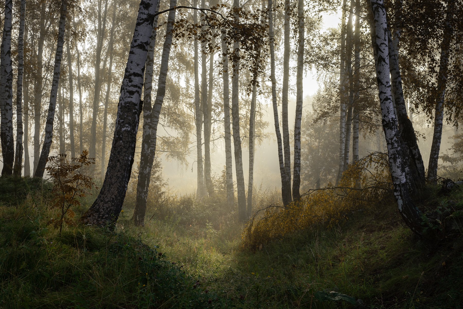 лес, деревья, туман, утро, Григорий Бельцев