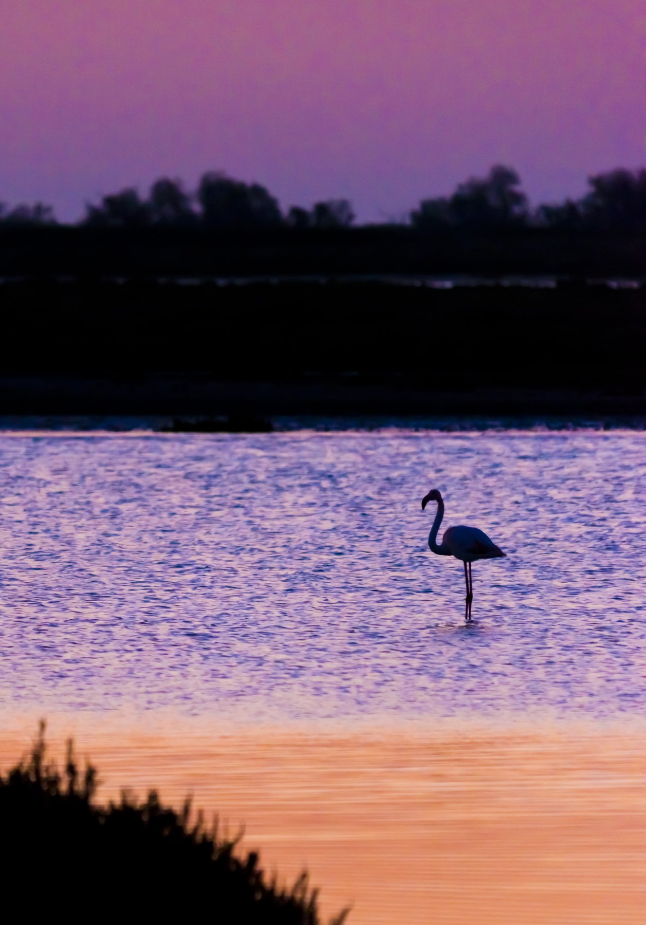 animals birds flamingo Camargue France sunrise colors water, Paolo Barbarini