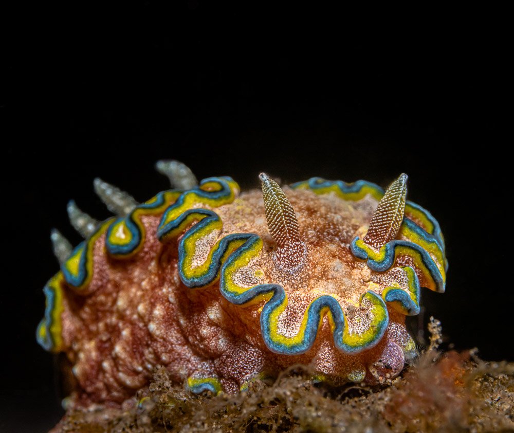nudibranch, underwater, macro, Андрей Савин