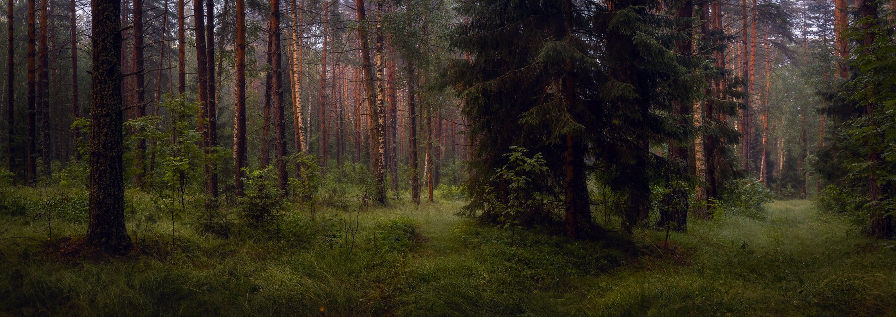 лес дорога июль вечер, Дмитрий Алексеев
