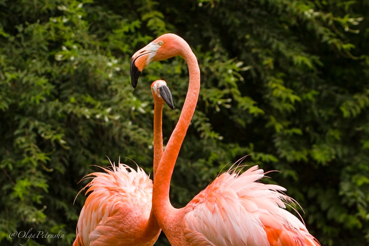 фламинго, птица, парк, яркий, оранжевый, Ольга Петруша