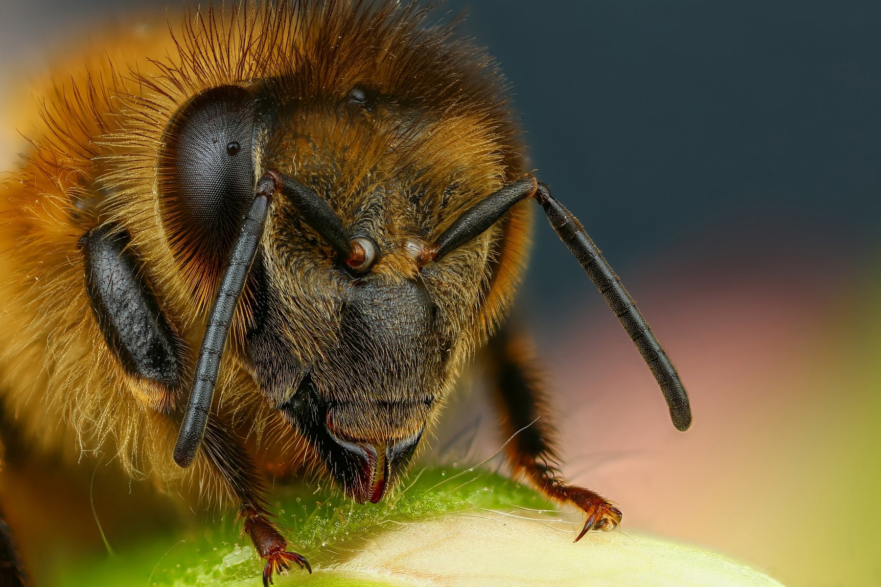 пчела,макро,природа,растение,цвет,синий,зеленый,животное,насекомое, Андрей Шаповалов