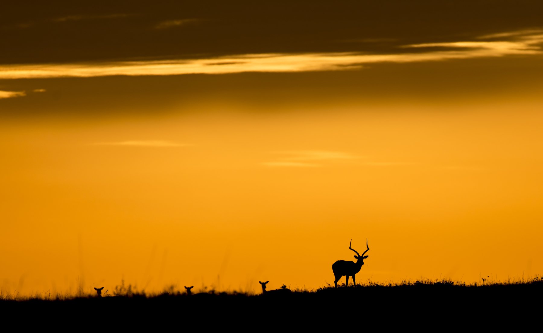 animals gazelle silhouette backlight colors orange sky sunset, Paolo Barbarini