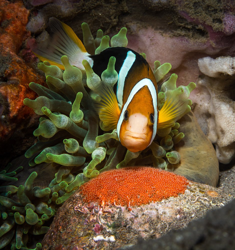 underwater, macro, anemone, anemonefish, eggs, Андрей Савин